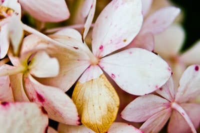 粉红色花瓣的花的特写摄影